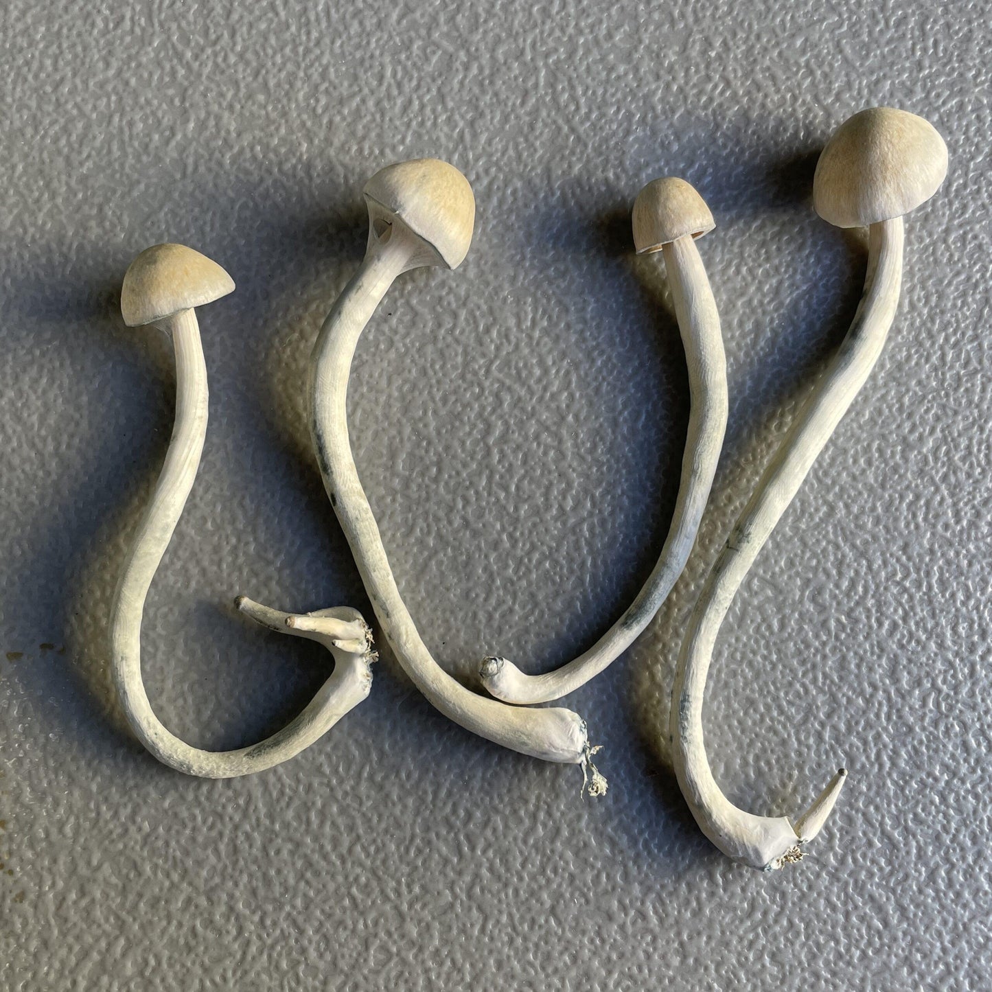 Mushroom Microdose Capsules